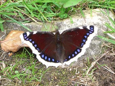 Camberwell Beauty